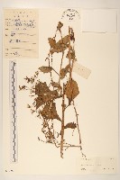 高苞苣藏品圖，第1張