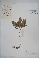 睫毛萼鳳仙花藏品圖，第1張