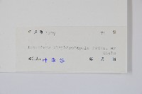 睫毛萼鳳仙花藏品圖，第2張