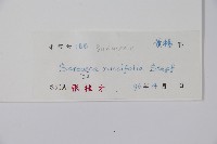 野扇花藏品圖，第2張