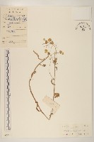 秋鼠麴草藏品圖，第1張