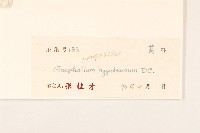 秋鼠麴草藏品圖，第3張