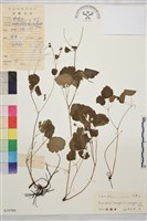 盾葉唐松草藏品圖，第1張