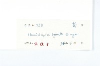 泥胡菜藏品圖，第3張