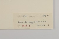 無心菜、鵝不食草藏品圖，第3張