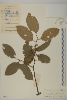 哥蘭葉藏品圖，第1張