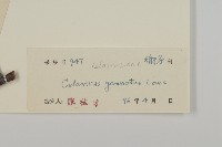 哥蘭葉藏品圖，第3張