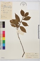 鈍齒鼠李藏品圖，第2張