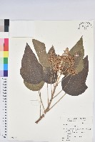 石栗藏品圖，第1張