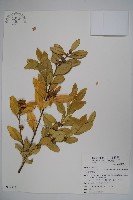 臺灣黃楊藏品圖，第1張