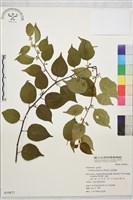 亞洲濱棗藏品圖，第2張