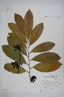 恆春哥納香藏品圖，第1張