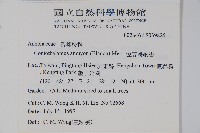 恆春哥納香藏品圖，第2張