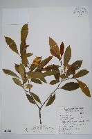 南洋馬蹄花藏品圖，第1張