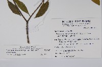 南洋馬蹄花藏品圖，第2張