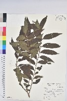 菲律賓饅頭果藏品圖，第1張