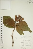 欖仁舅藏品圖，第1張