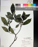 薄葉玉心花藏品圖，第1張