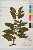 桶鉤藤藏品圖，第1張