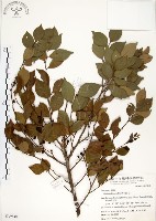 內苳子藏品圖，第1張