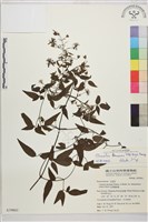 田村氏鐵線蓮藏品圖，第1張