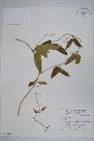 通天蓮藏品圖，第1張