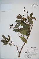 珊瑚樹藏品圖，第1張