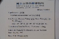 珊瑚樹藏品圖，第2張