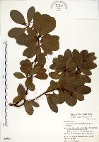 恆春楨楠藏品圖，第1張