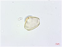 高士佛赤楠藏品圖，第1張