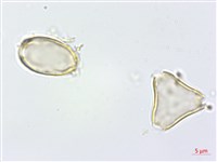 高士佛赤楠藏品圖，第2張