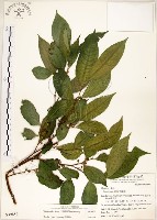 菲律賓榕藏品圖，第1張