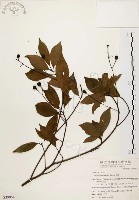 香楠藏品圖，第1張