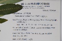 蘿芙木藏品圖，第2張