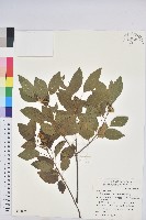 扛香藤藏品圖，第1張