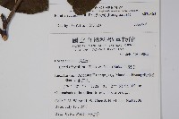 厚殼樹藏品圖，第2張