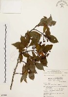 臺灣石楠藏品圖，第1張