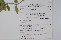 鷗蔓藏品圖，第2張