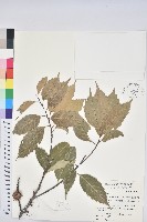 臺灣苦櫧藏品圖，第1張