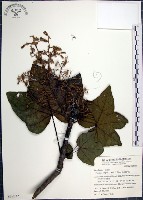 梧桐藏品圖，第1張