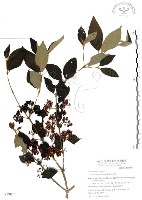 杜虹花，台灣紫珠藏品圖，第1張