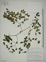 翼核木藏品圖，第1張