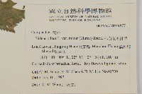 小白花鬼針藏品圖，第2張