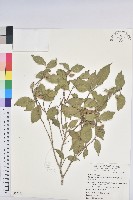 臺灣假黃楊藏品圖，第1張