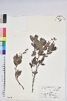 登錄號:S039886藏品圖，第1張