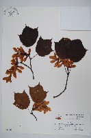 褐脈槭藏品圖，第1張