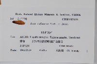 褐脈槭藏品圖，第2張