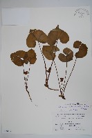 庫葉細辛藏品圖，第1張