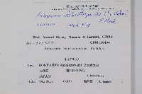 庫葉細辛藏品圖，第2張