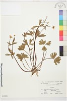 深山毛茛藏品圖，第1張